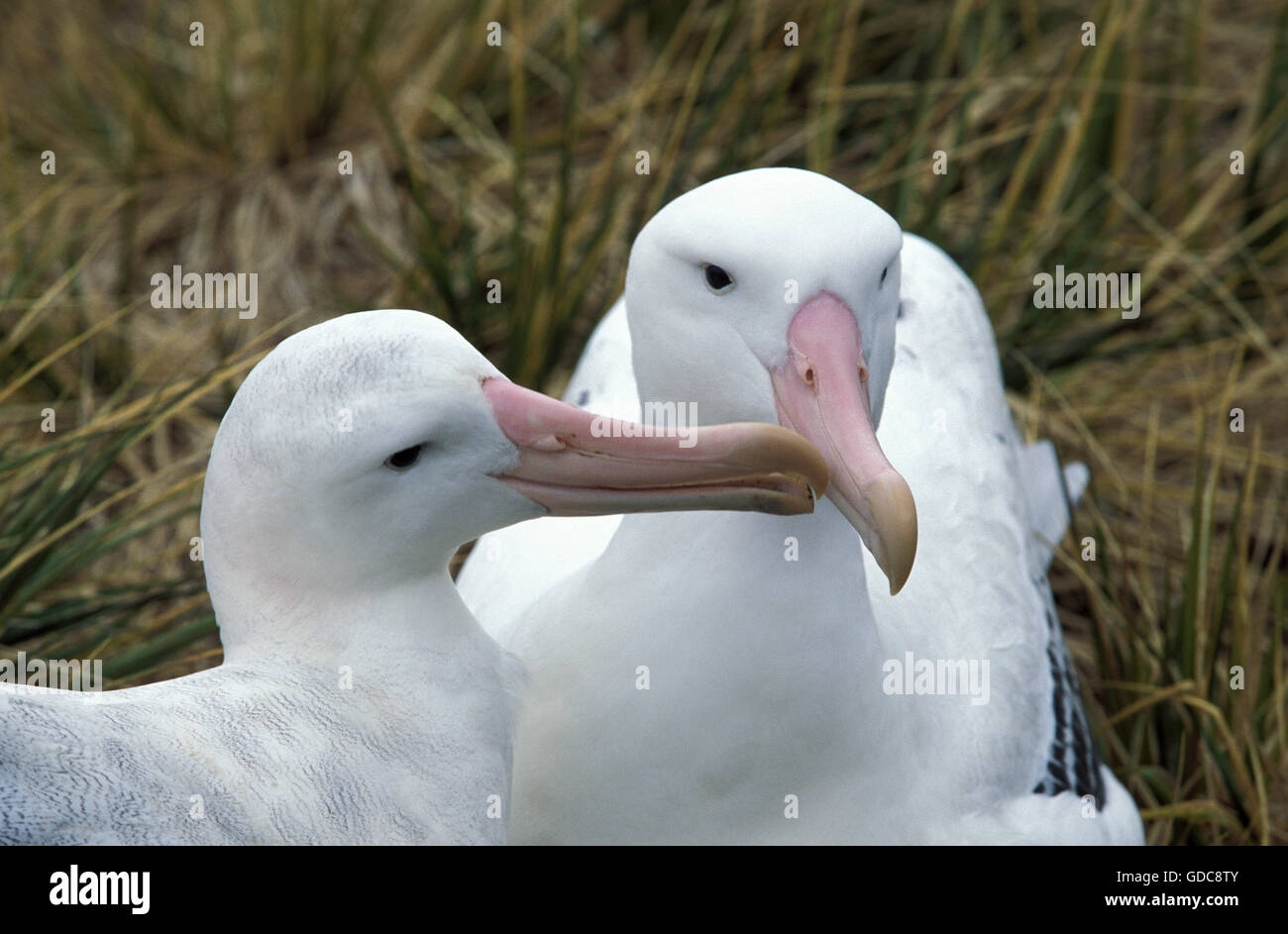 Le sud de l'albatros Diomedea epomophora Royal, paire, la parade nuptiale, l'Antarctique Banque D'Images