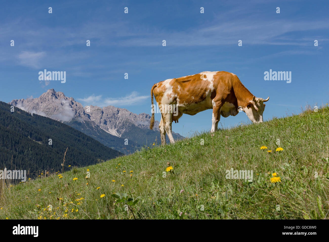 Sillian Autriche,Red-et-vache blanche à une prairie alpine Banque D'Images