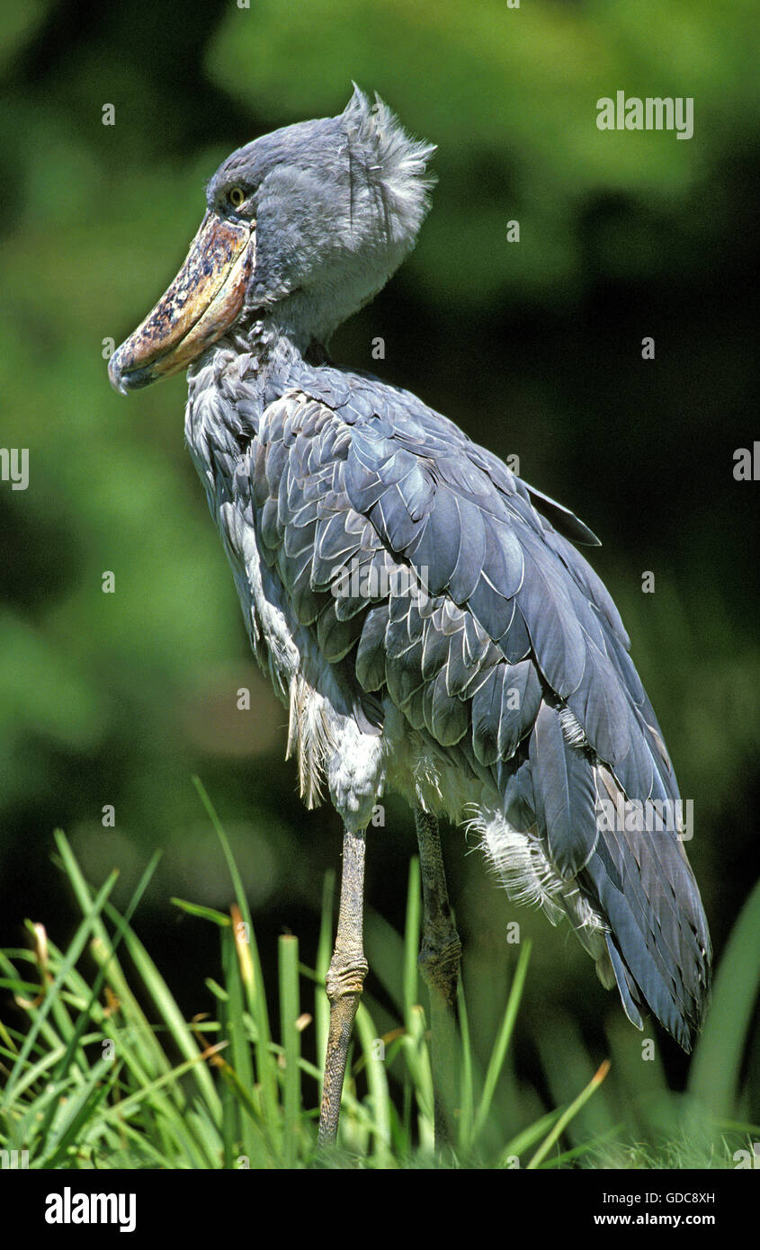 Shoebill Stork ou Whale-Headed Stork, balaeniceps rex Banque D'Images
