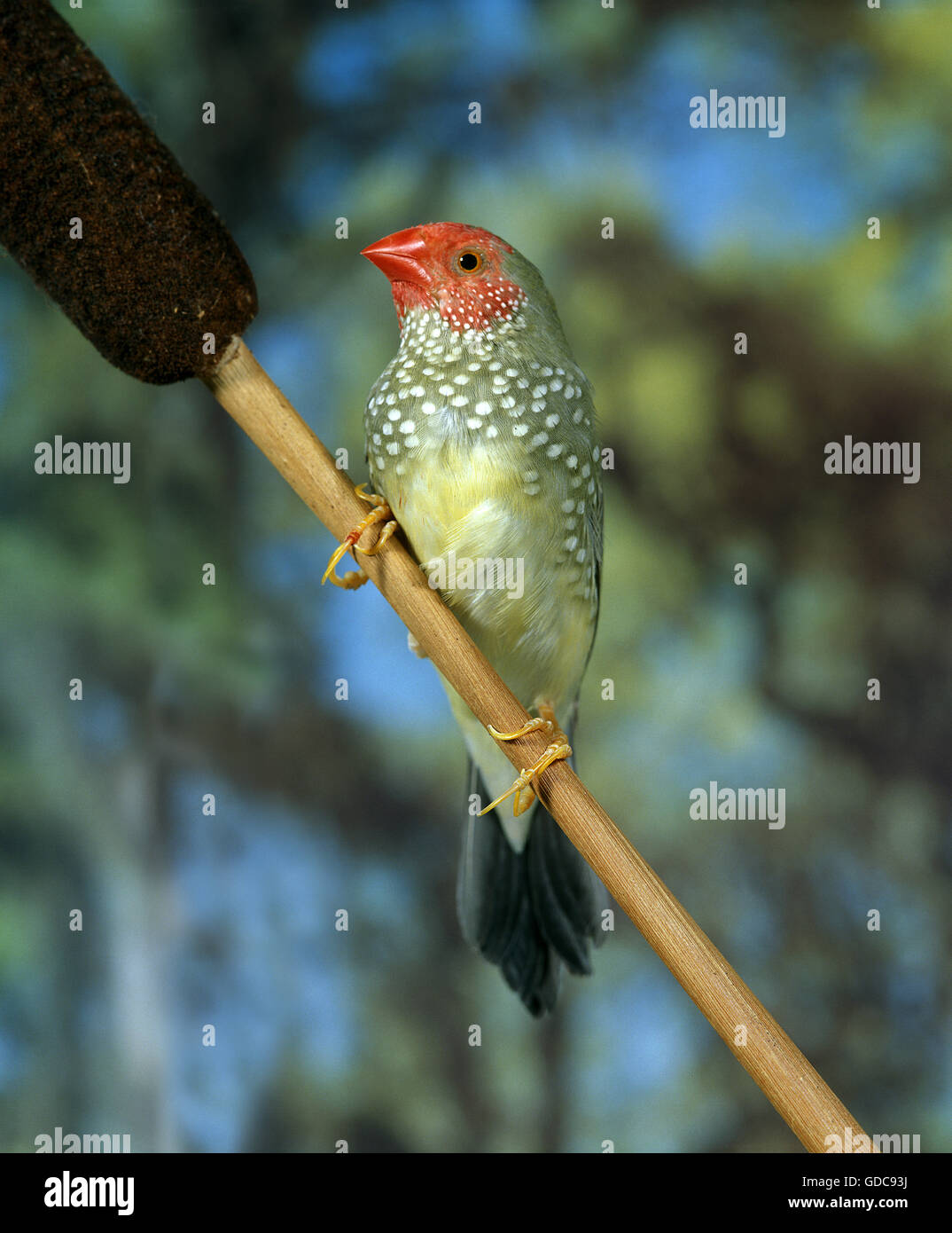 STAR FINCH neochmia ruficauda, adulte Banque D'Images