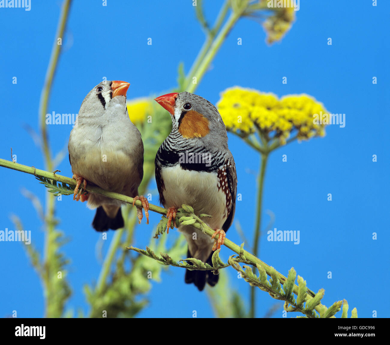 Zebra Finch, Taeniopygia guttata, paire sur Branch Banque D'Images