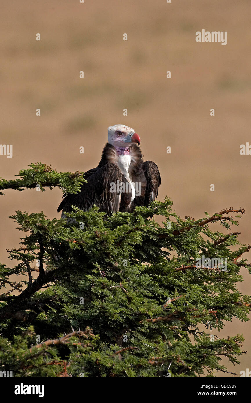 Tête blanche trigonoceps Vautour, occipital, des profils sur le haut d'un arbre, parc de Masai Mara au Kenya Banque D'Images