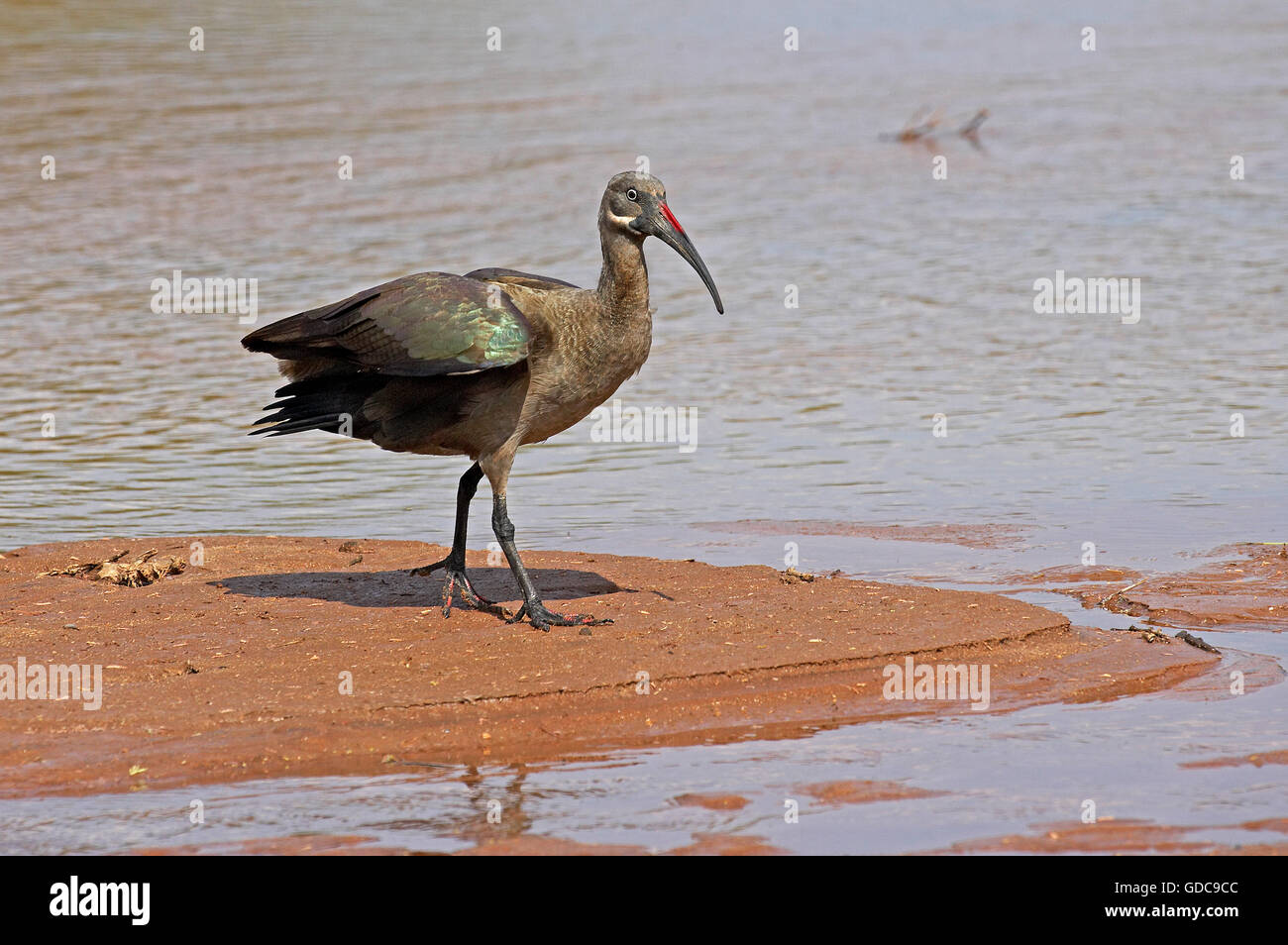 Ibis hagedash bostrychia hagedash, adultes, près de l'eau, parc de Samburu au Kenya Banque D'Images