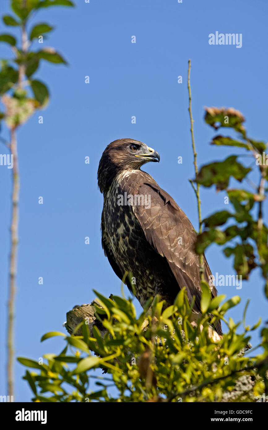 Buse variable, Buteo buteo, sur Branch, Normandie Banque D'Images