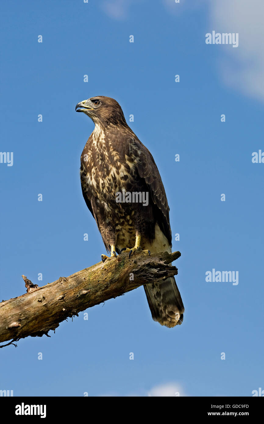Buse variable, Buteo buteo sur Branch, Normandie Banque D'Images
