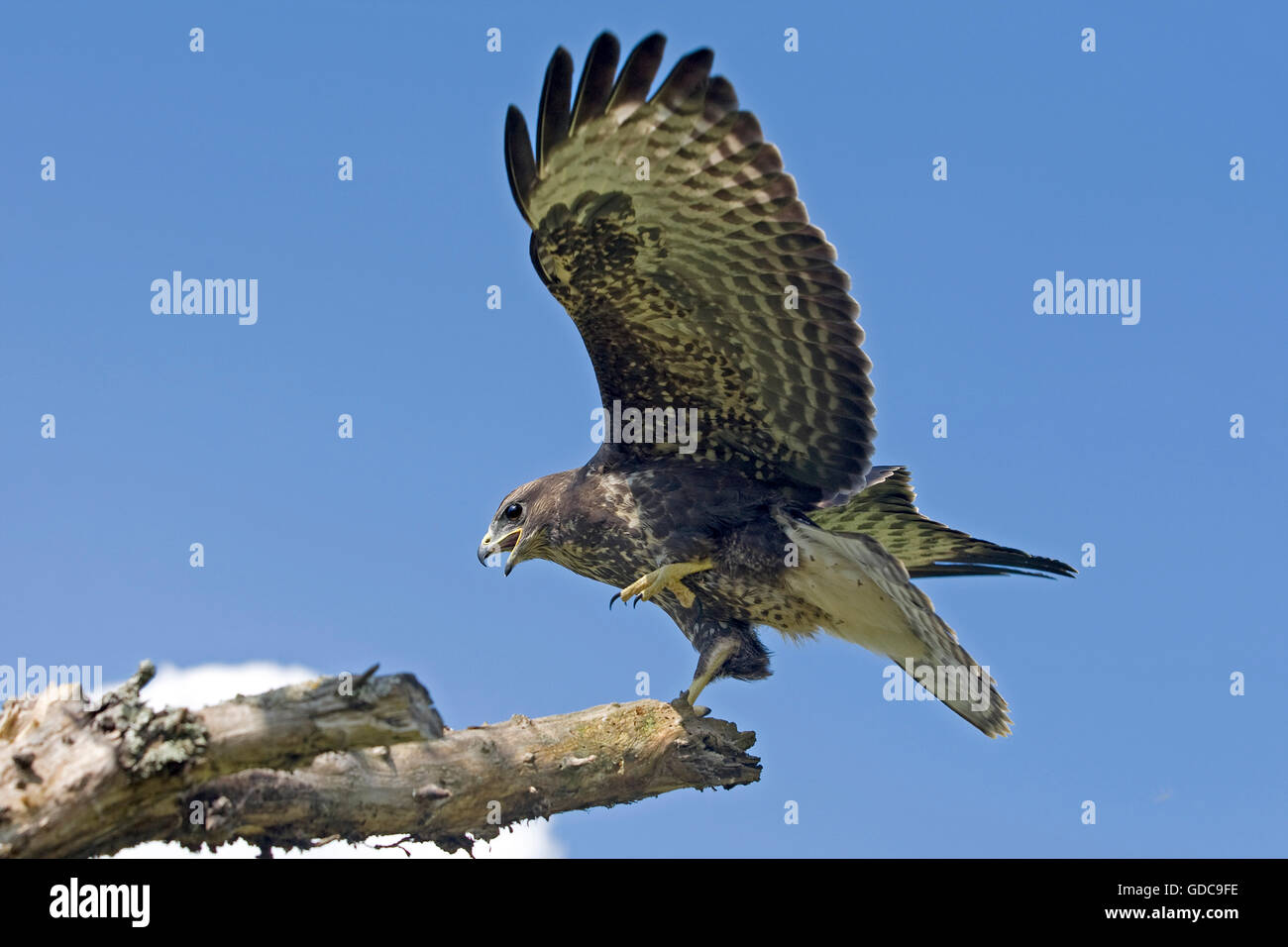 Buse variable, Buteo buteo, en vol, l'atterrissage sur Branch, Normandie Banque D'Images