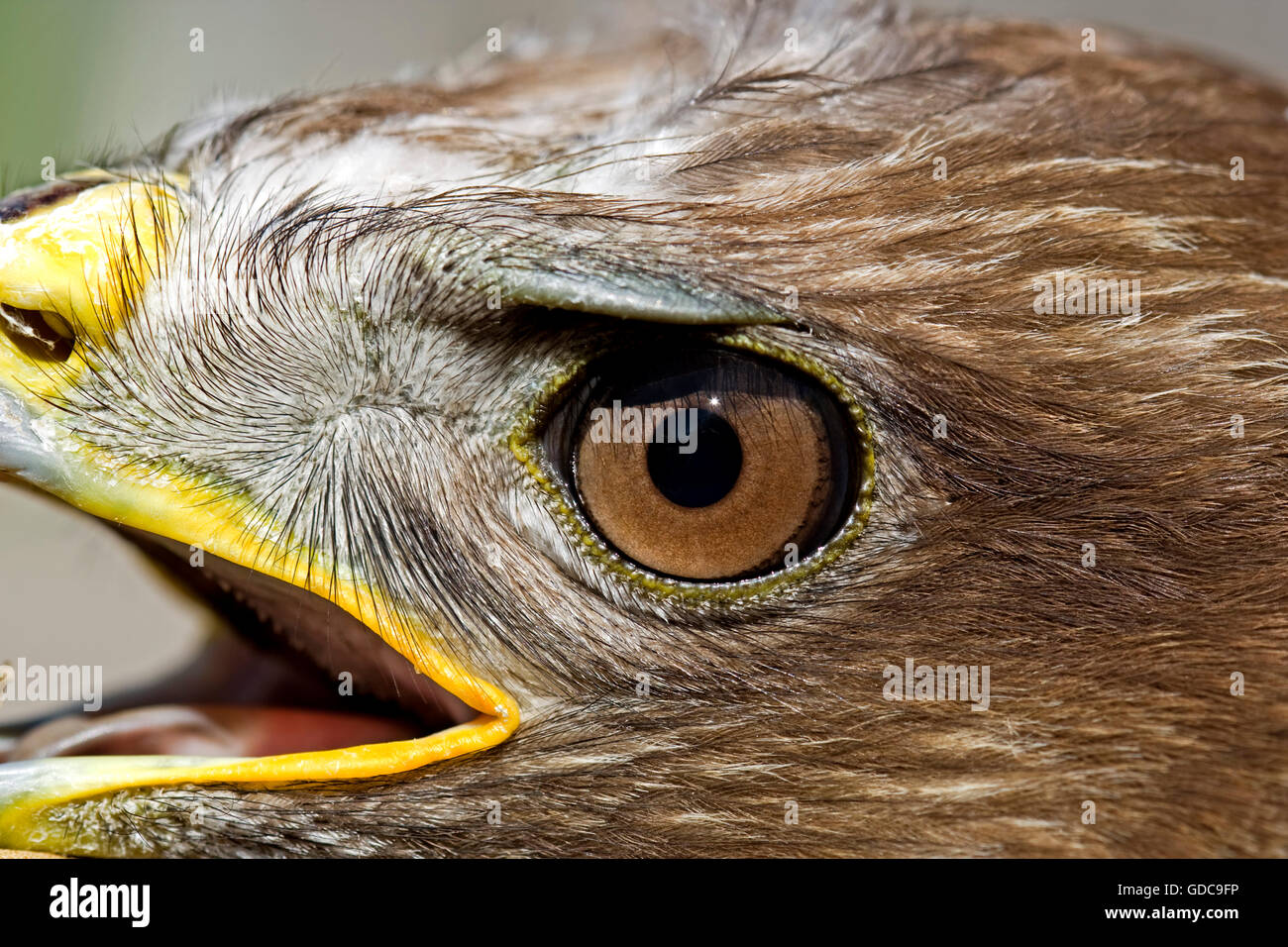 Buse variable Buteo buteo Banque D'Images