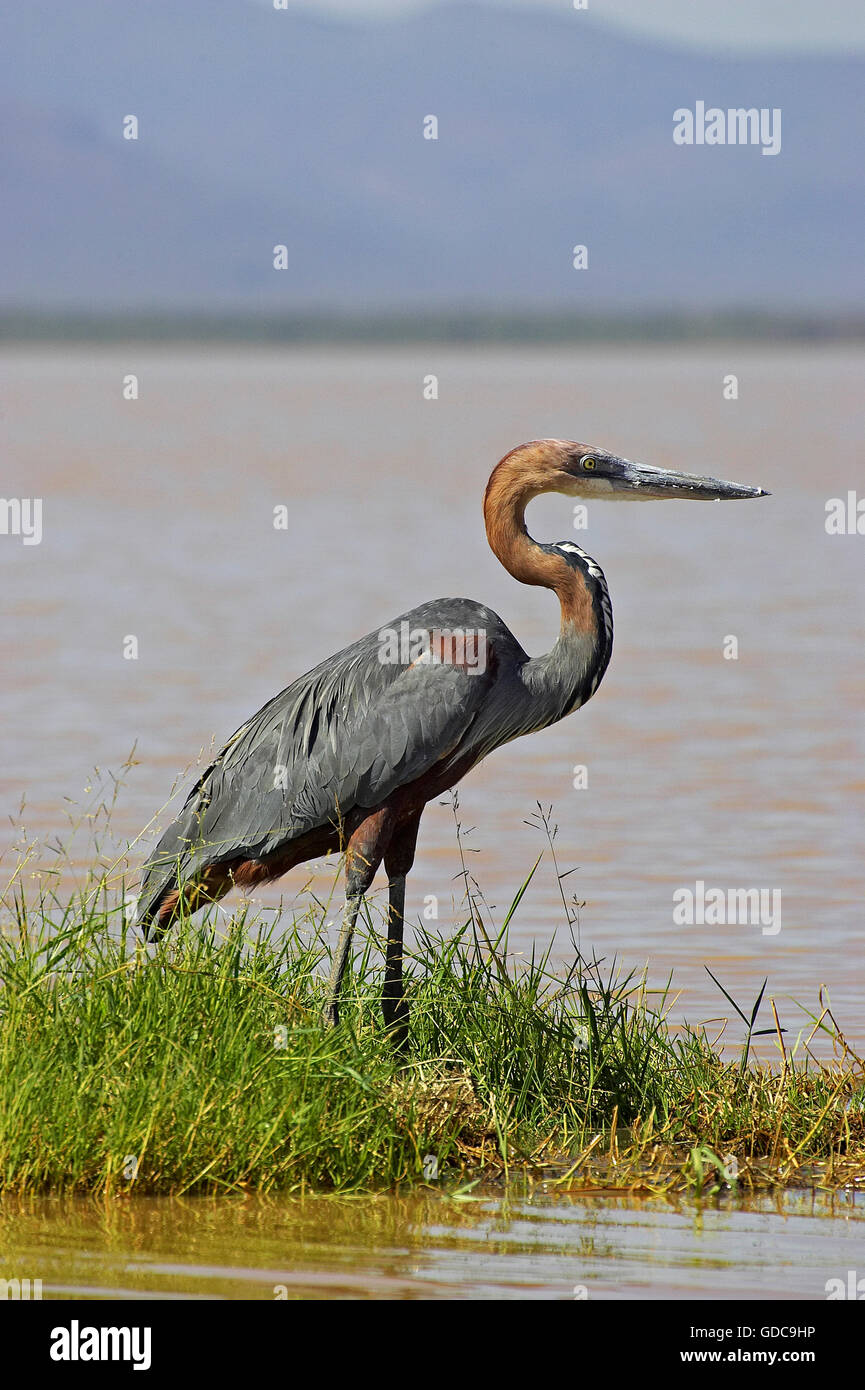 Héron goliath Ardea goliath, adultes, près de l'eau, lac Baringo au Kenya Banque D'Images