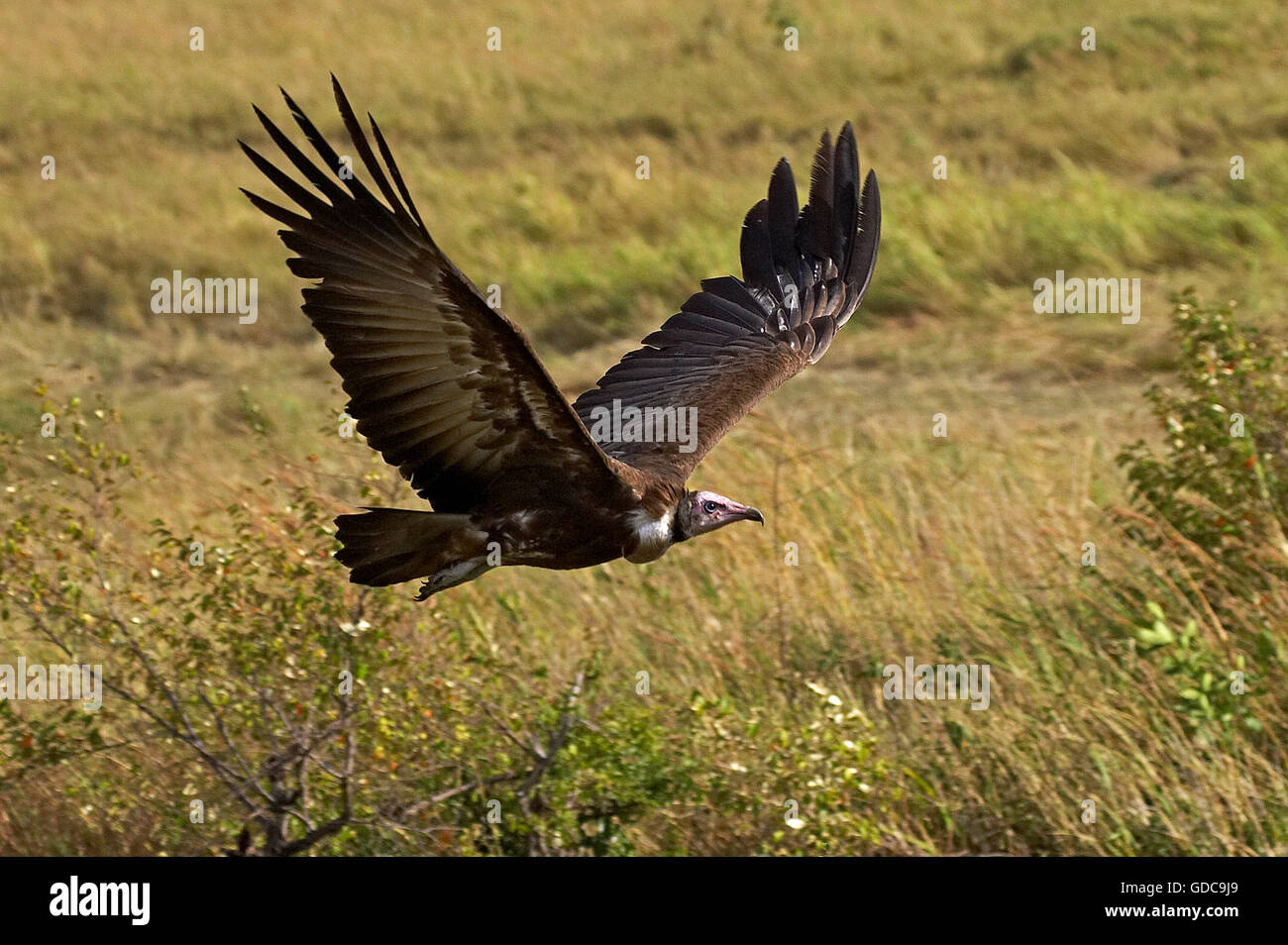 Hooded Vulture necrosyrtes monachus, Adulte, en vol, parc de Masai Mara au Kenya Banque D'Images