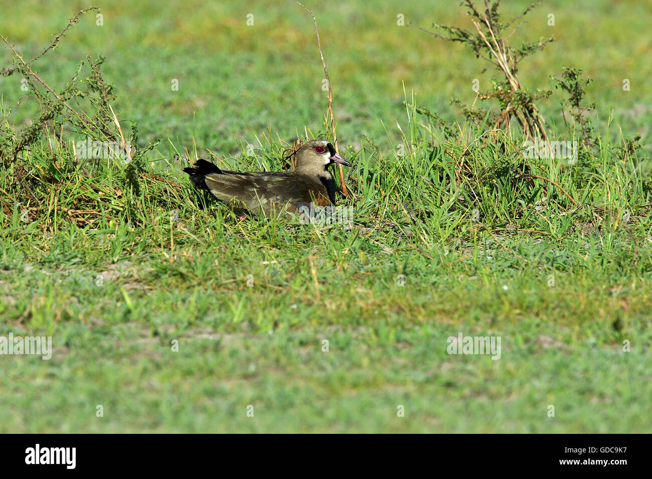 Le sud de sociable vanellus chilensis, adulte, sur son nid, Los Lianos au Venezuela Banque D'Images