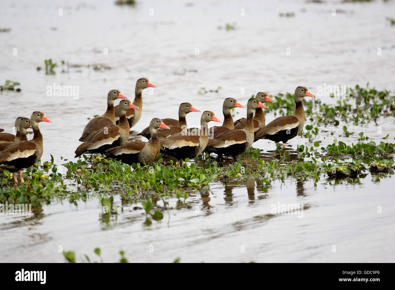 Red-Billed dendrocygna automnalis sifflement, canard, Groupe Swamp, Los Lianos au Venezuela Banque D'Images