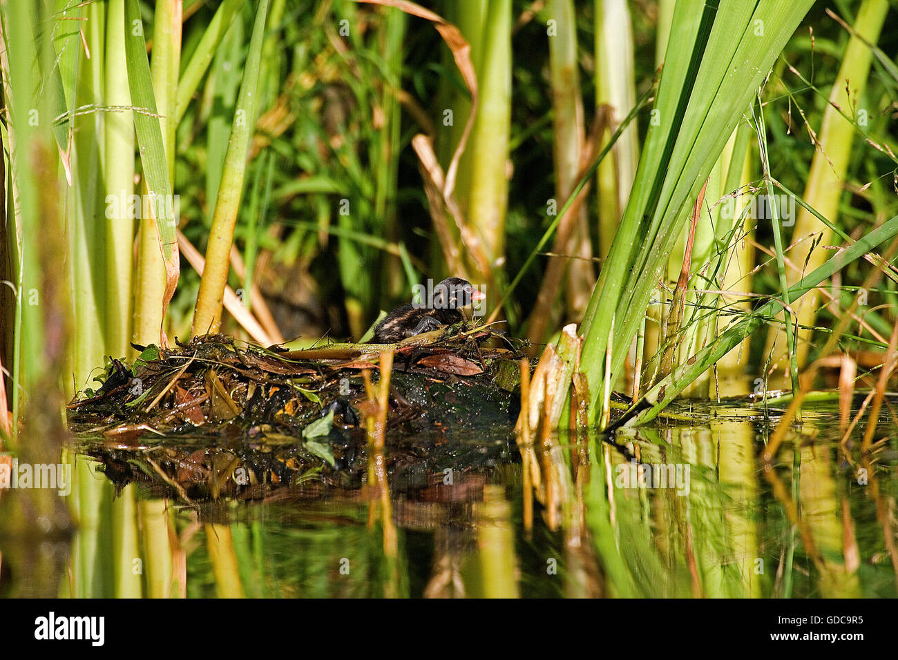 Grèbe castagneux tachybaptus ruficollis, Poussin, sur son nid, Pond en Normandie Banque D'Images