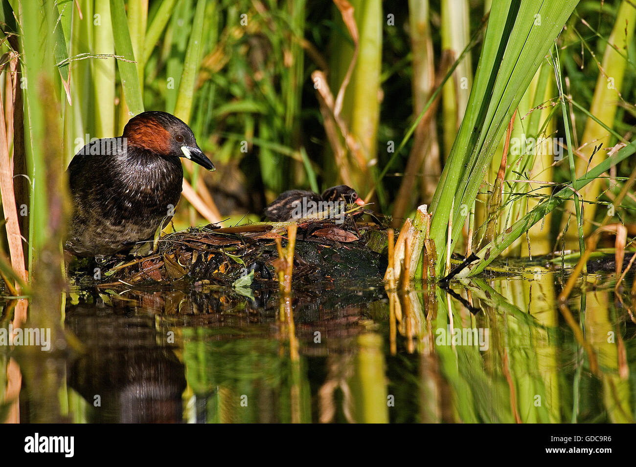 Grèbe castagneux tachybaptus ruficollis, adultes, et des poussins sur son nid, Pond en Normandie Banque D'Images