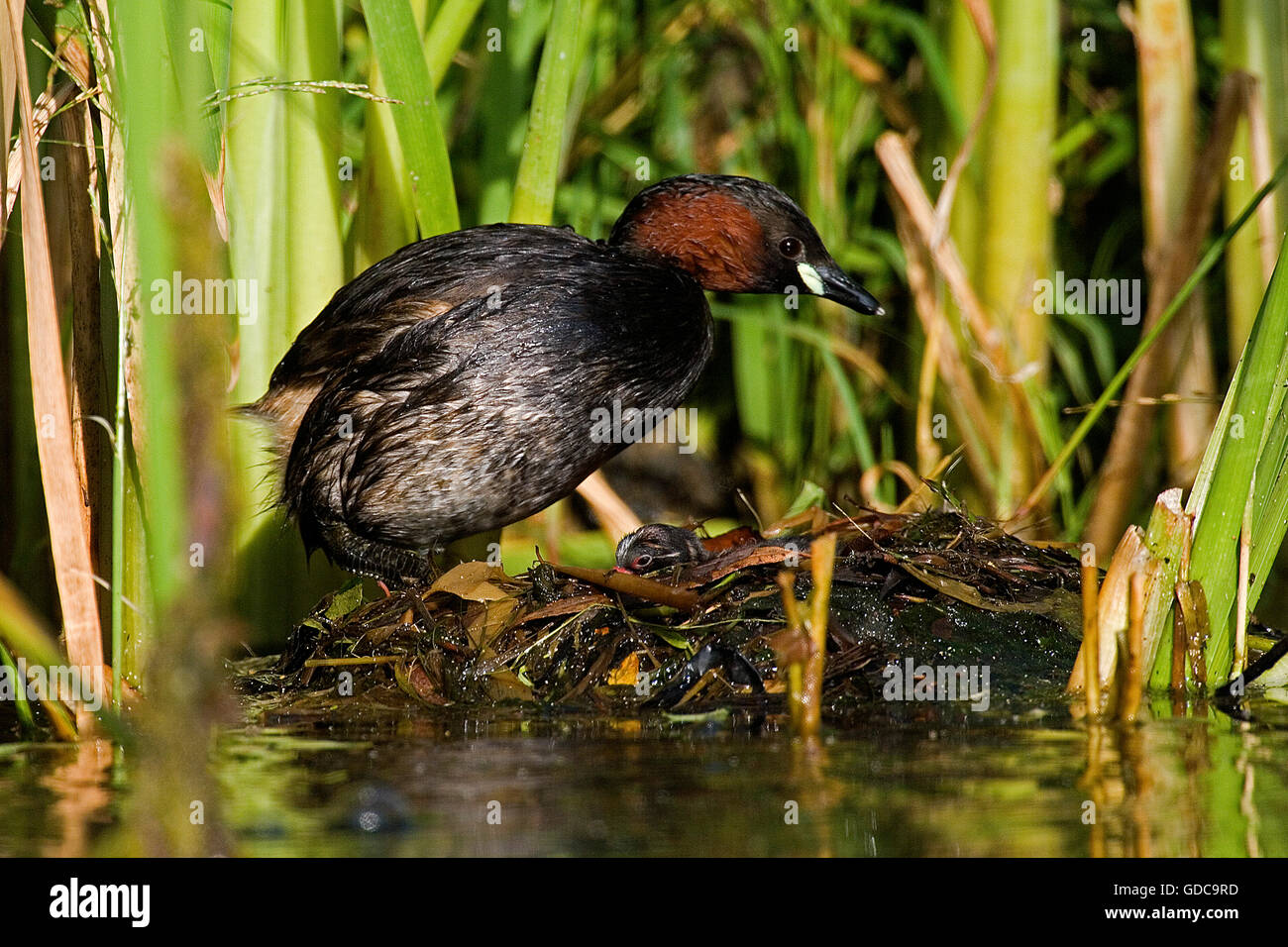 Grèbe castagneux tachybaptus ruficollis, adultes, avec Chick sur son nid, Pond en Normandie Banque D'Images