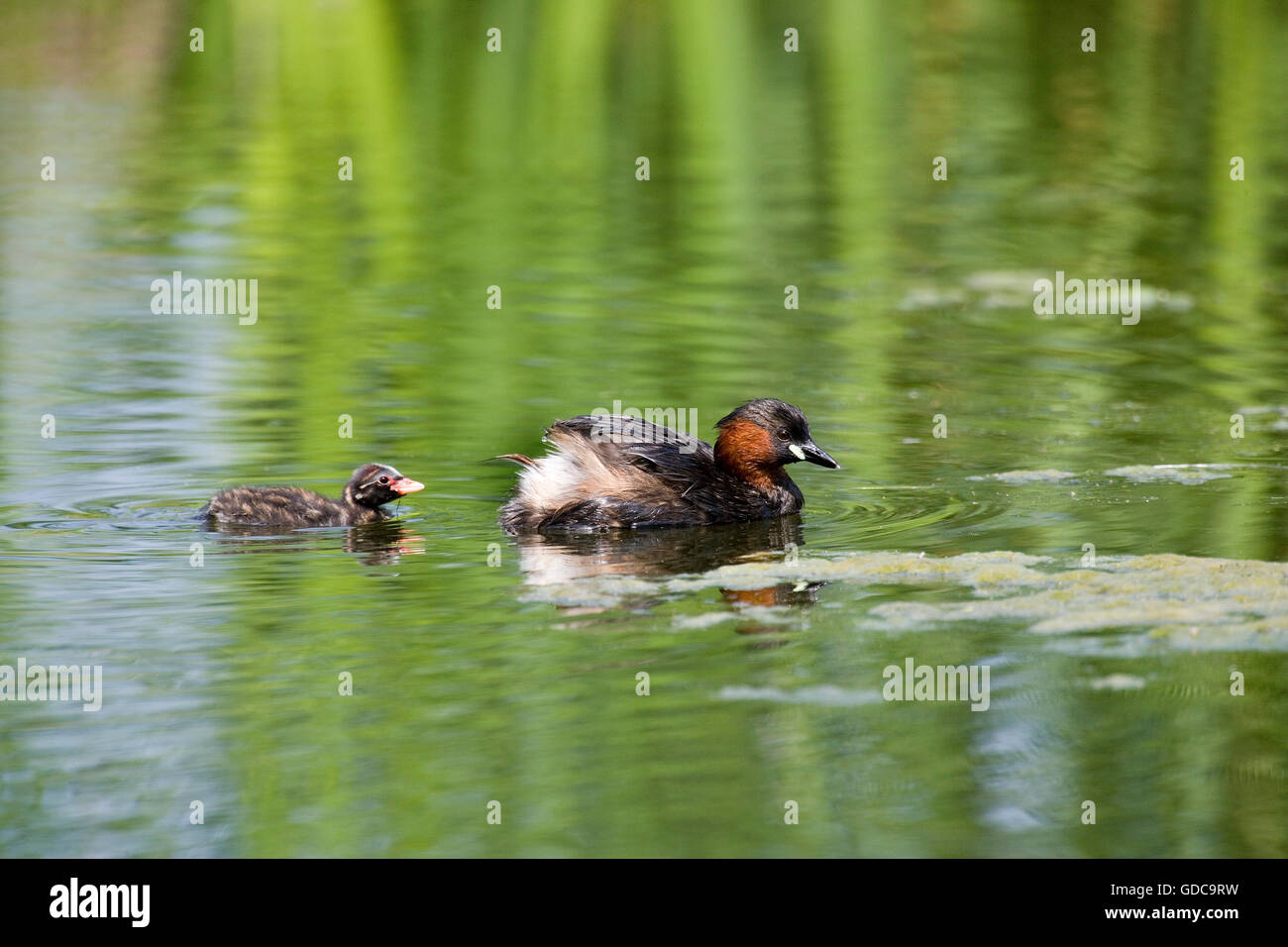 Grèbe CASTAGNEUX tachybaptus ruficollis, DES PROFILS AVEC CHICK SUR UN étang, Normandie Banque D'Images