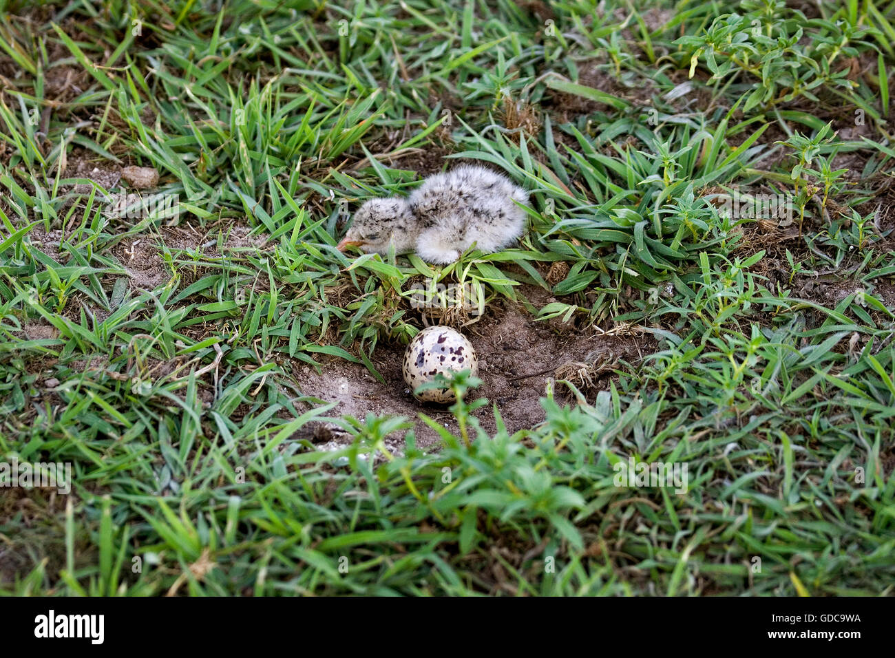 BLACK SKIMMER Rynchops niger, Poussin AVEC EGG IN NEST, LOS LIANOS AU VENEZUELA Banque D'Images