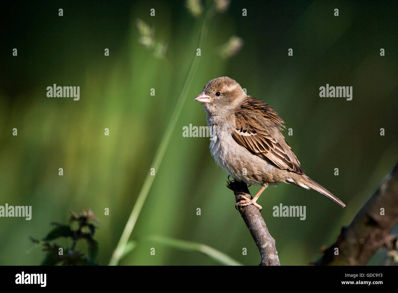 Moineau domestique Passer domesticus, sur Branch, Normandie Banque D'Images