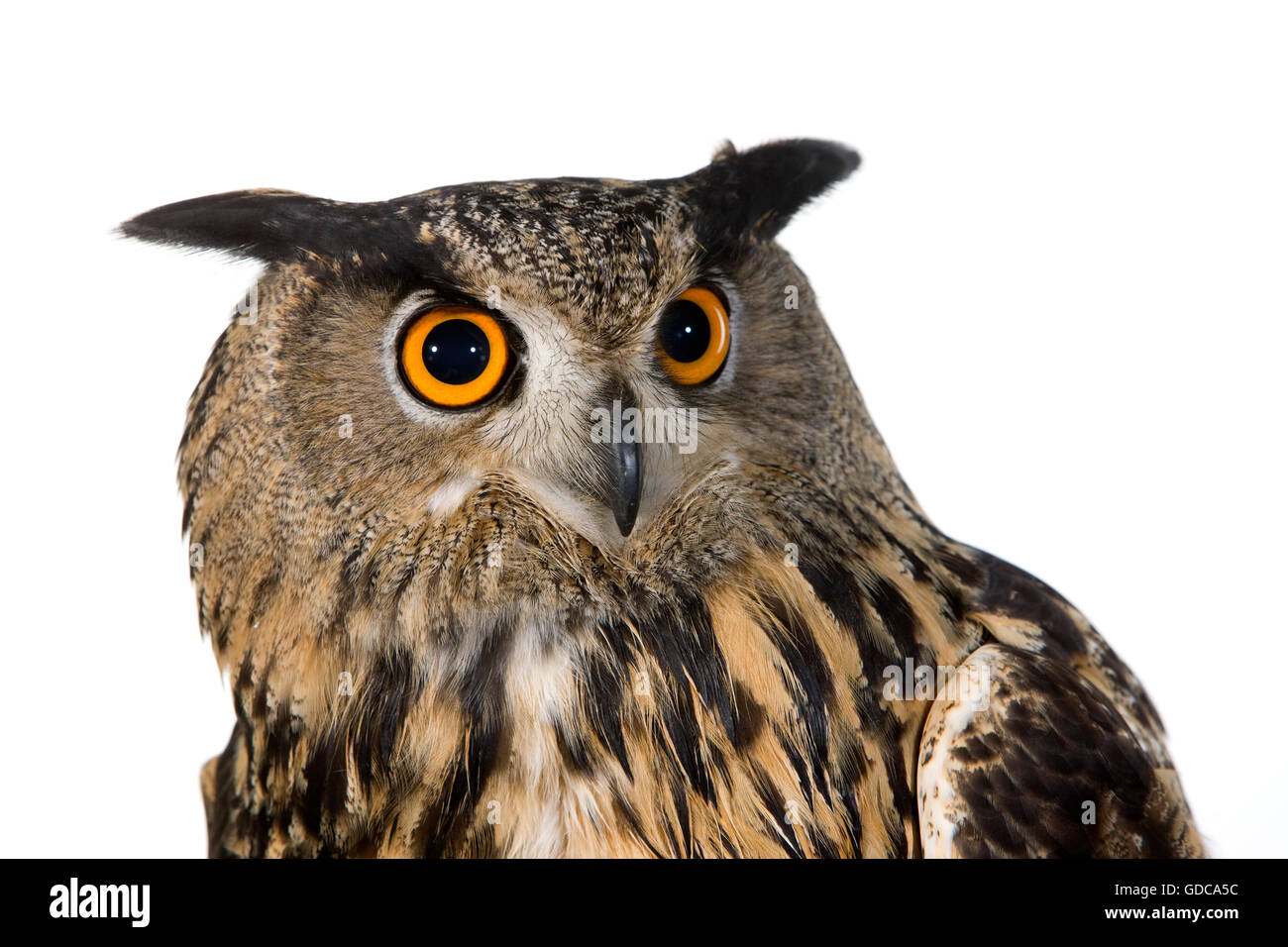 EAGLE OWL Bubo bubo européenne Banque D'Images