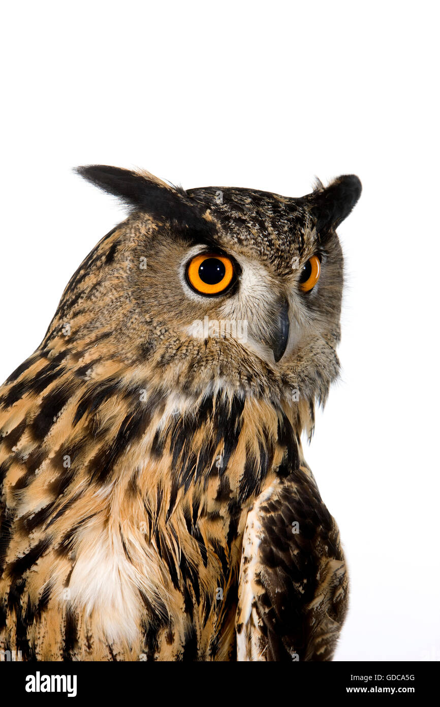Eagle européennes d'Amérique, Bubo bubo, adulte Banque D'Images