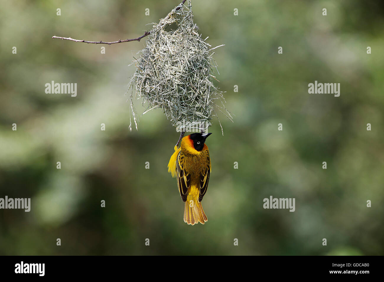 Speke's Weaver ploceus spekei, homme travaillant sur son nid, Bogoria Park au Kenya Banque D'Images