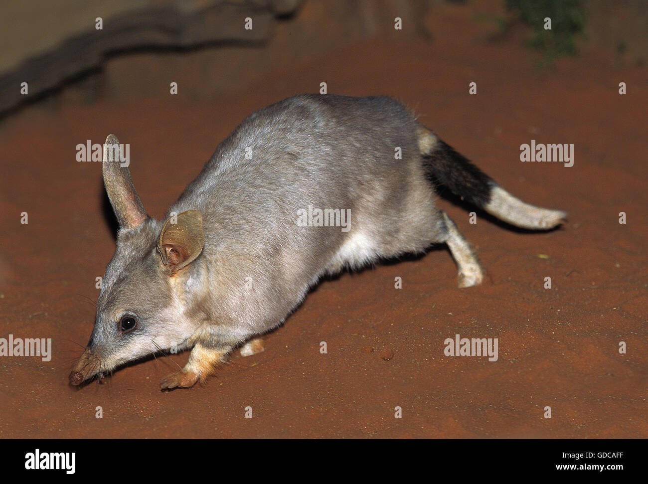 BILBY macrotis lagotis, AUSTRALIE Banque D'Images