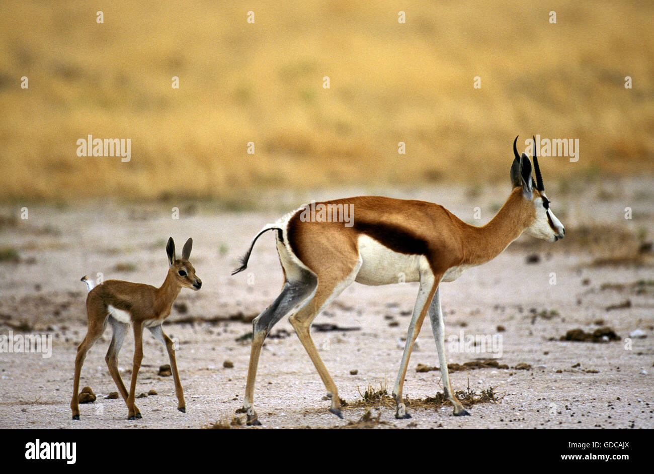 Antidorcas marsupialis springbok, femme avec de jeunes Banque D'Images
