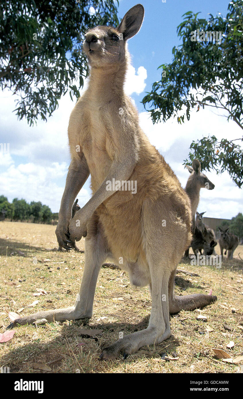Kangourou gris, macropus giganteus, Australie Banque D'Images