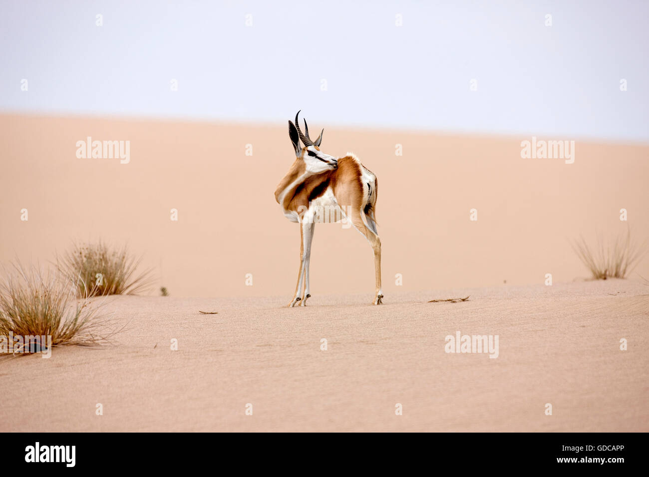 Antidorcas marsupialis SPRINGBOK EN NAMIBIE Banque D'Images