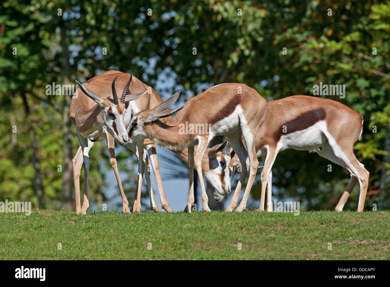 Antidorcas marsupialis springbok, Groupe, sur l'herbe Banque D'Images