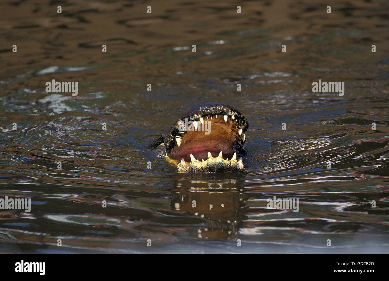 ALLIGATOR alligator mississipiensis, ADULTE À LA SURFACE AVEC LA BOUCHE OUVERTE, EN FLORIDE Banque D'Images