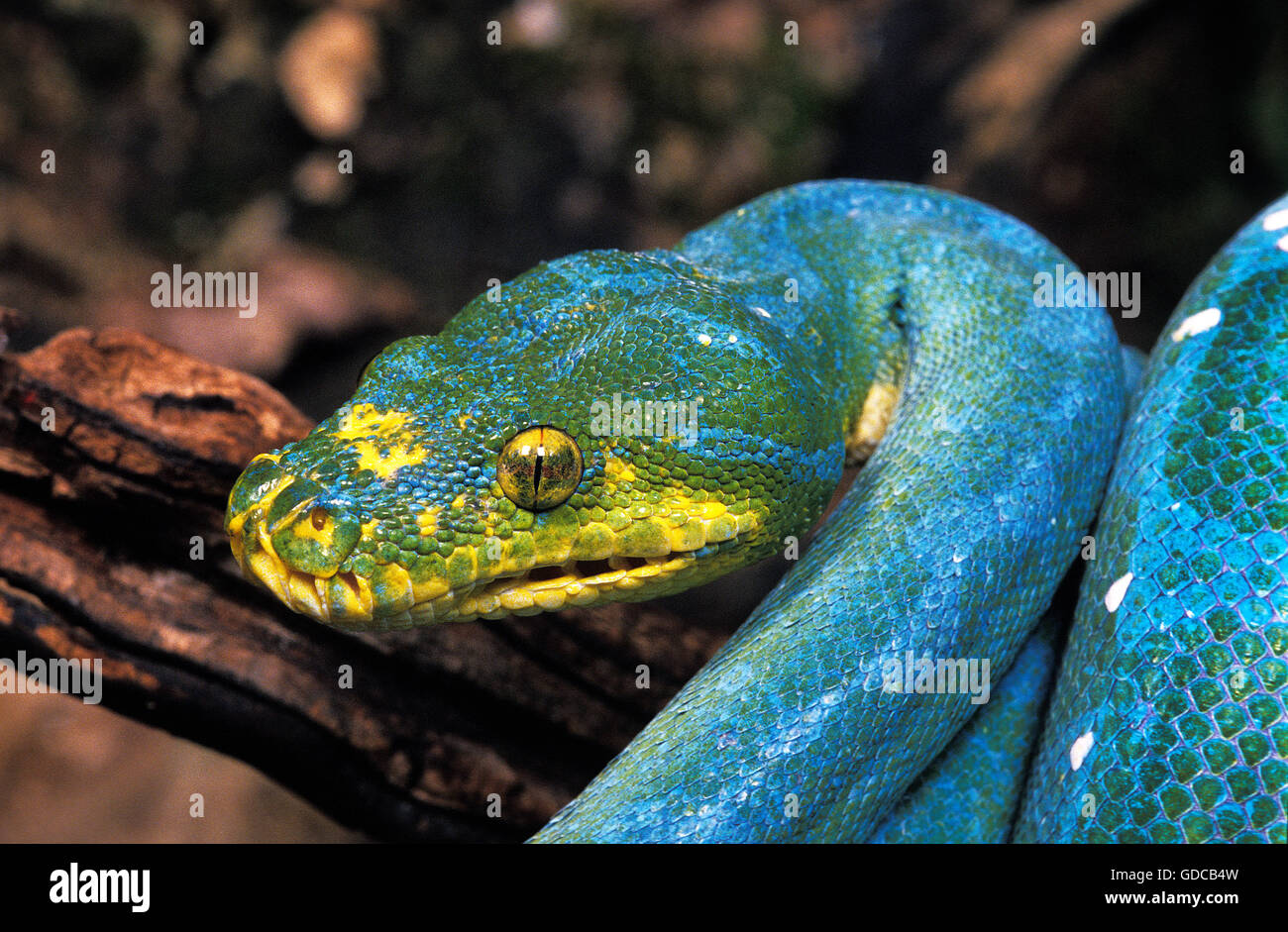 Green Tree Python, Morelia viridis, chef de l'adulte avec Golden Eye Banque D'Images