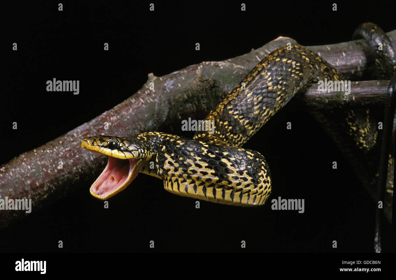 Serpent Rat Tropical, spilotes pullatus, des profils avec la bouche ouverte, en attitude de défense Banque D'Images