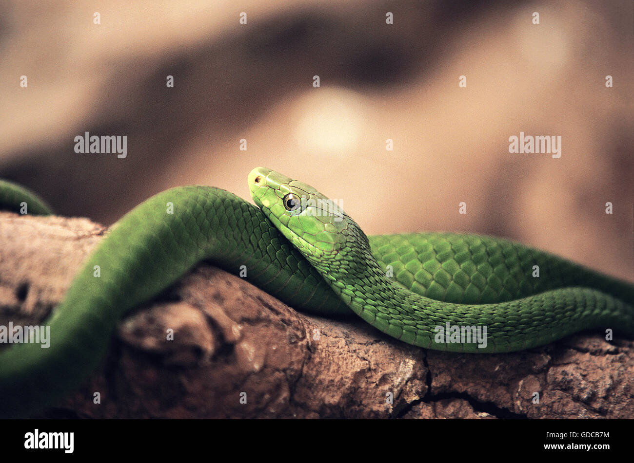 Dendroaspis angusticeps mamba vert sur BRANCH Banque D'Images