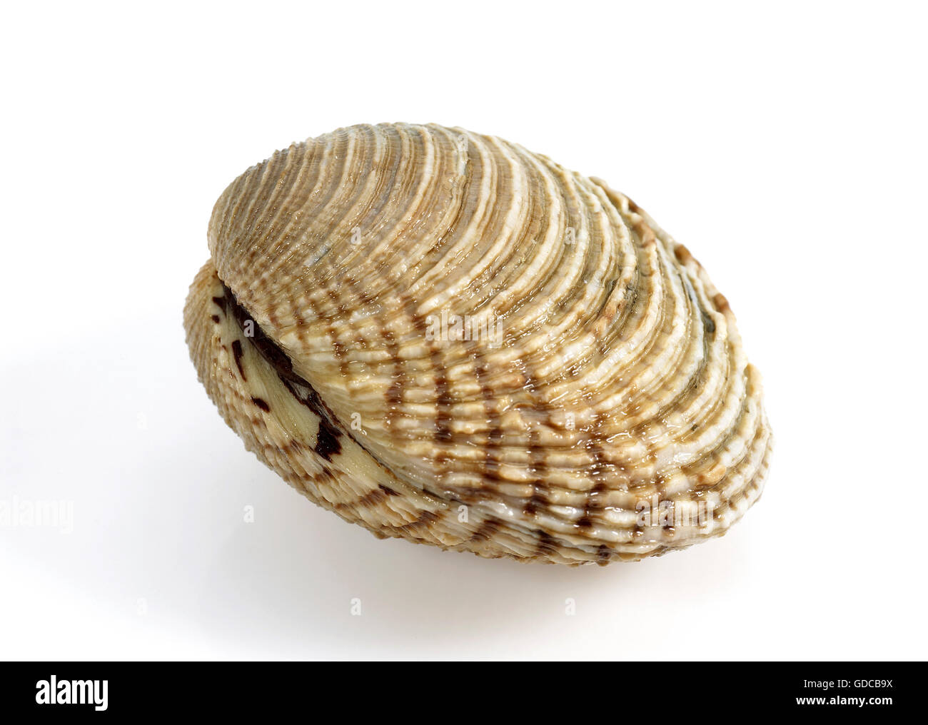 Les palourdes, venus verrucosa, Shell against White Background Banque D'Images