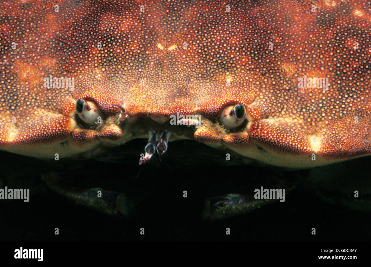 Tourteau Cancer pagurus, close-up DES YEUX Banque D'Images