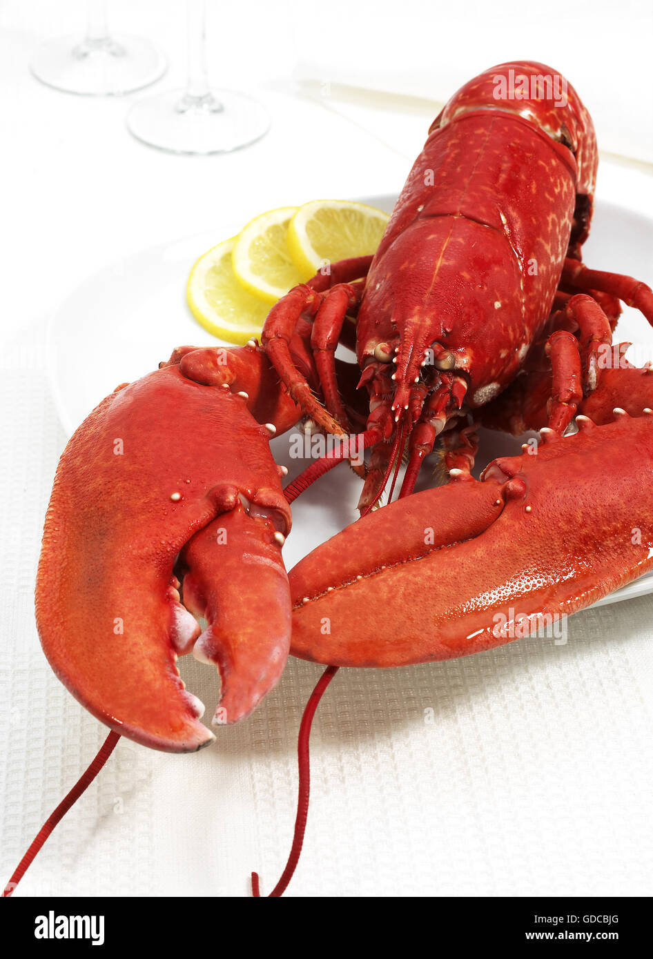 La plaque avec le Homard Bouilli, Homarus gammarus Banque D'Images