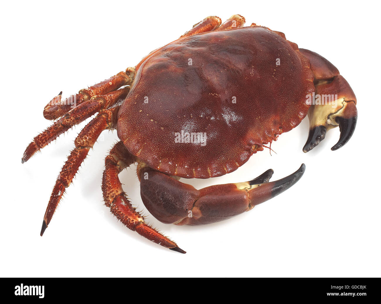 Crabe frais, Cancer pagurus against White Background Banque D'Images
