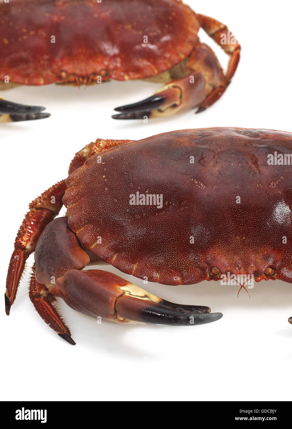 Crabe frais, Cancer pagurus against White Background Banque D'Images