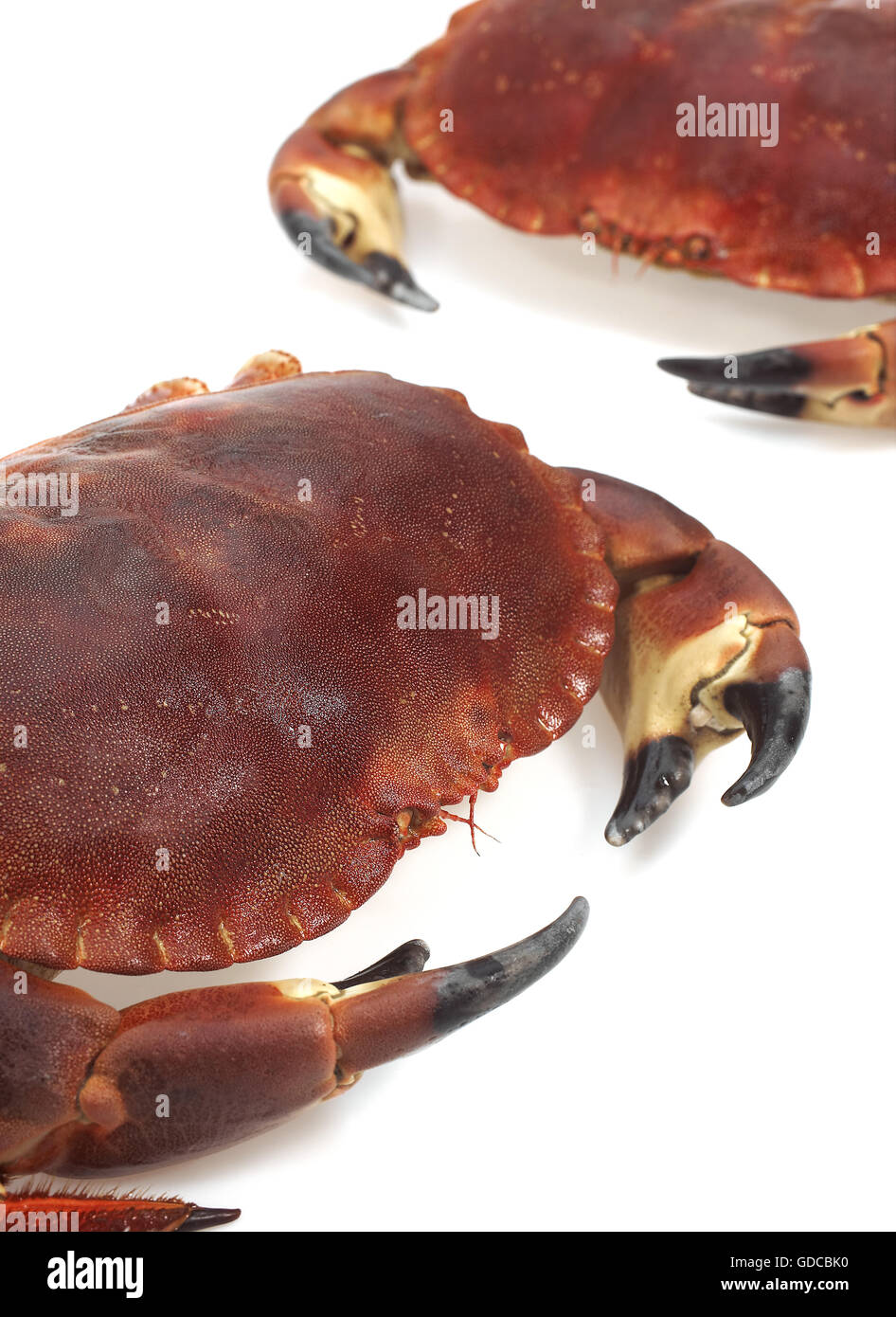 Crabe, Cancer pagurus, crustacé against White Background Banque D'Images