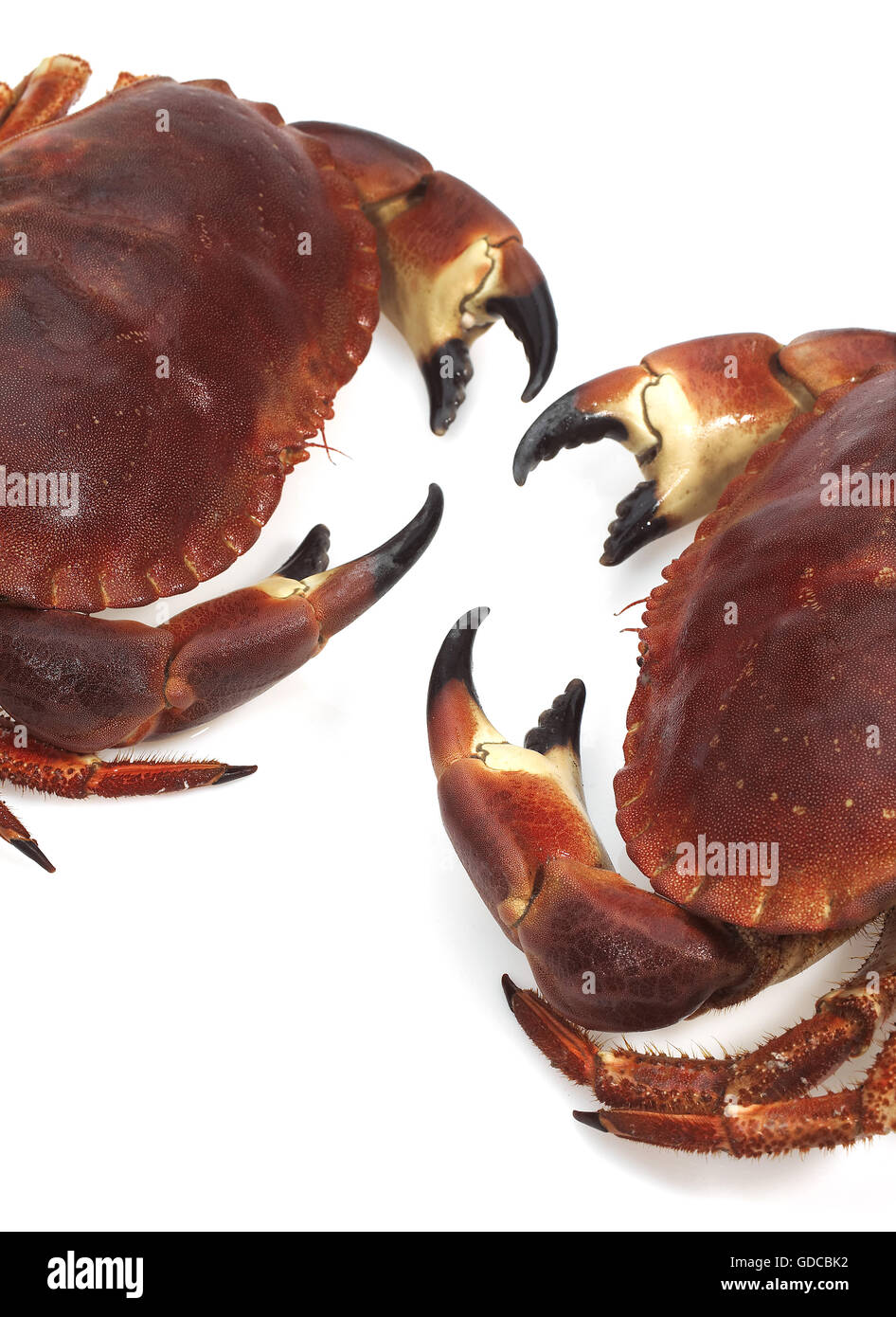Crabe, Cancer pagurus, crustacé against White Background Banque D'Images
