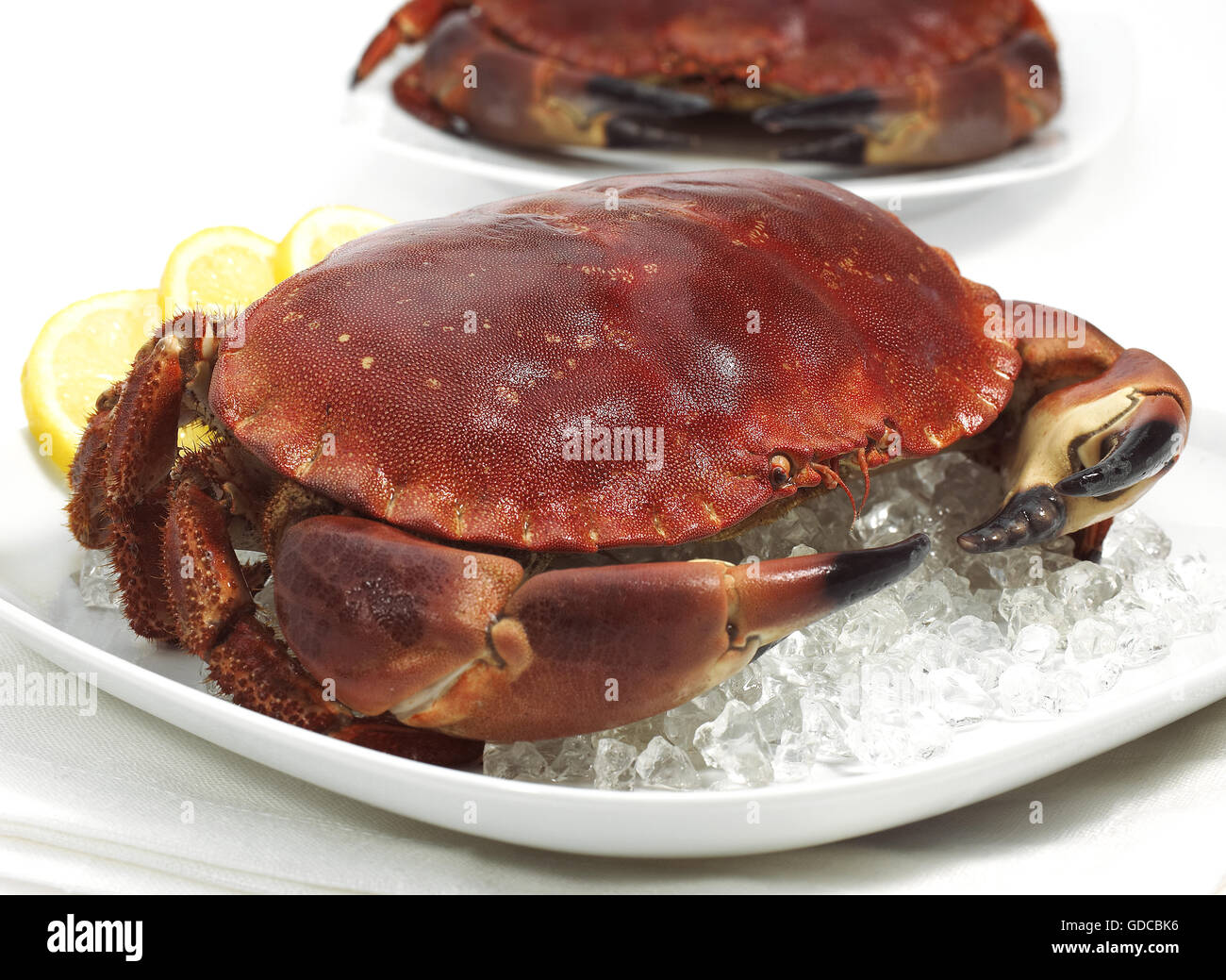 Crabe frais, Cancer pagurus sur la glace Banque D'Images