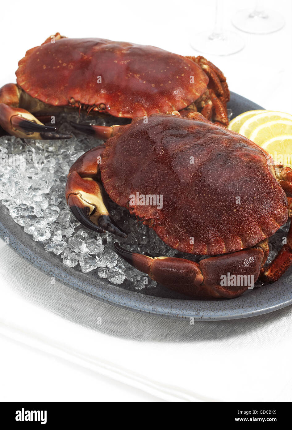 Crabe frais, Cancer pagurus sur la glace Banque D'Images