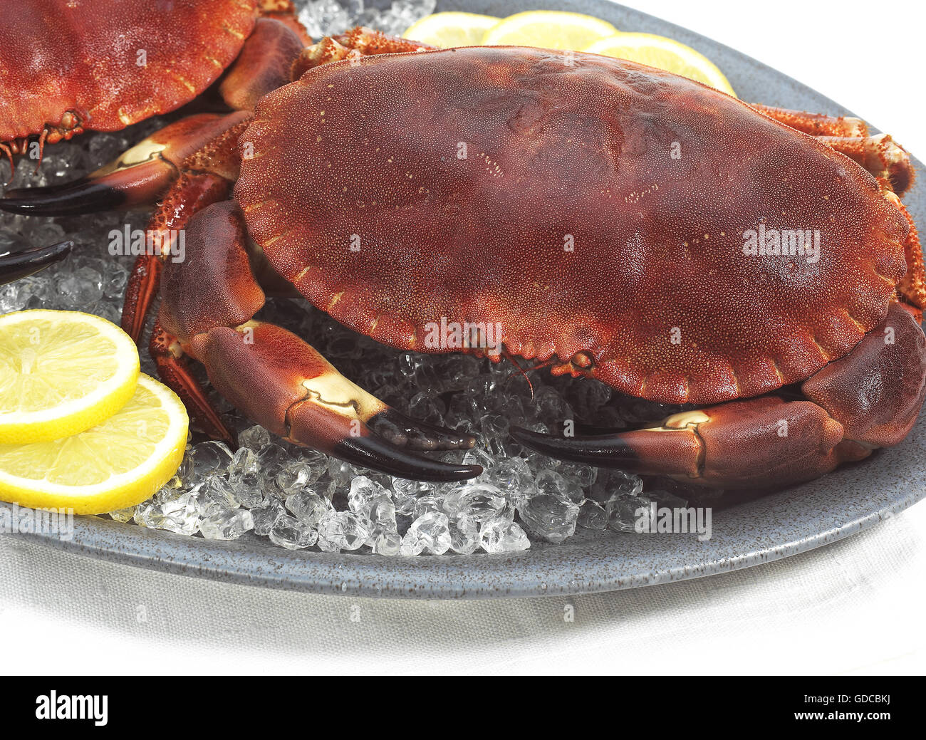Crabe, Cancer pagurus, crustacé dans une assiette avec de la glace contre fond blanc Banque D'Images