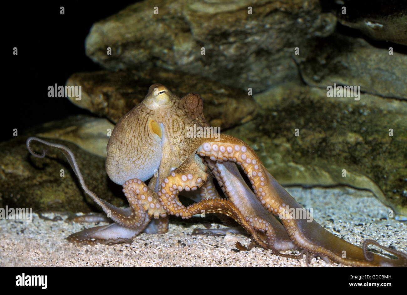 Le poulpe, octopus sp., adulte Banque D'Images
