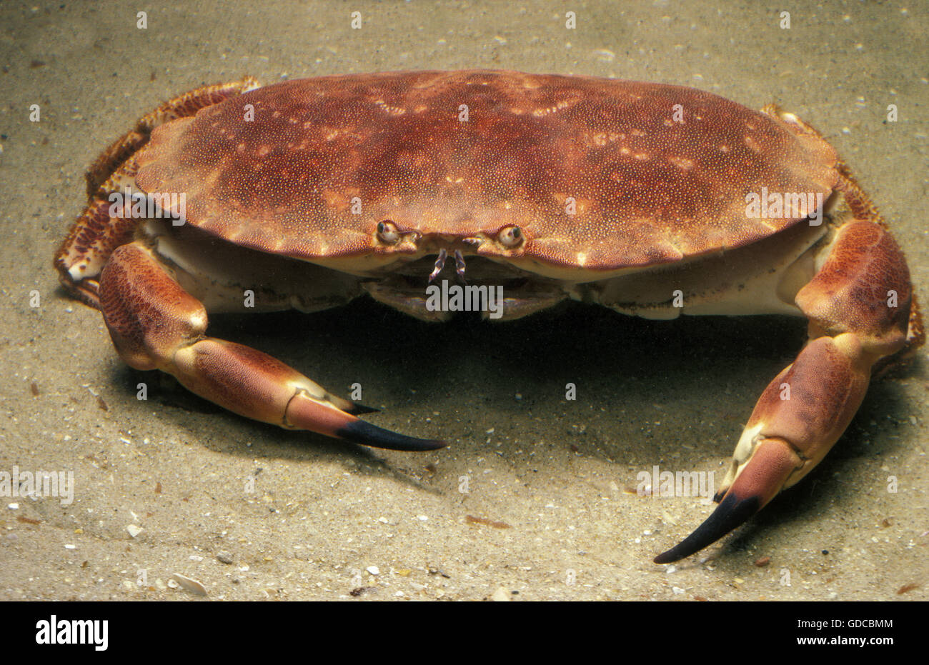 Crabe, Cancer pagurus, adulte Banque D'Images