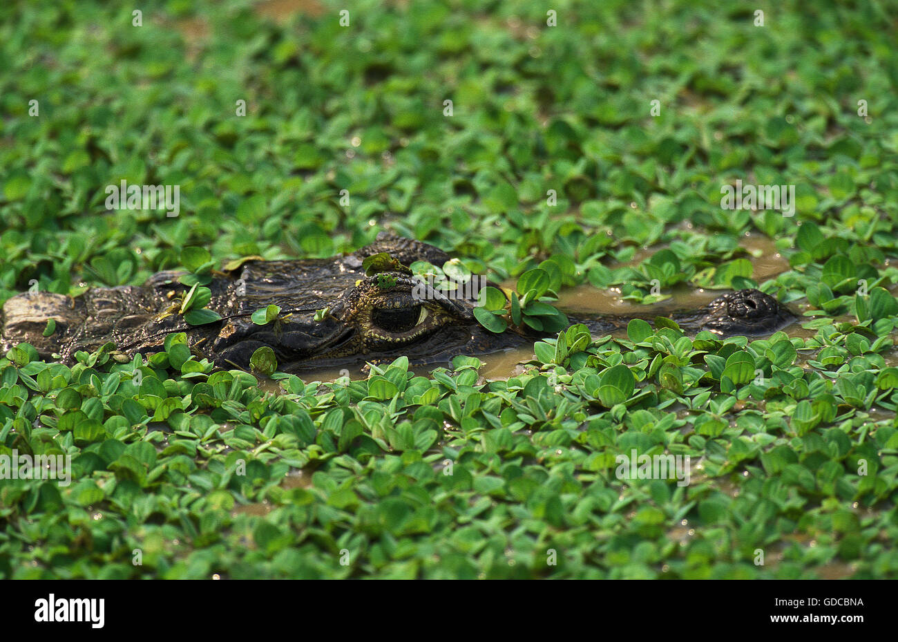 Nez large, Caiman caiman latirostris, des profils en marécage, Pantanl au Brésil Banque D'Images