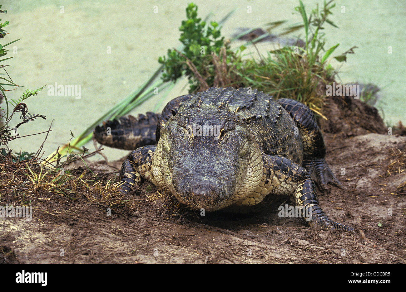 ALLIGATOR alligator mississipiensis, DES PROFILS QUI SORTENT DE L'EAU Banque D'Images