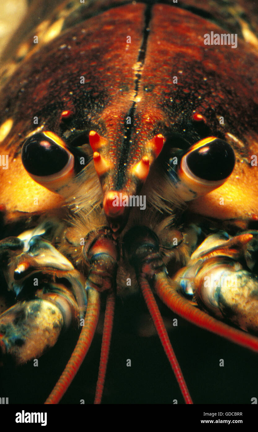 Homard Homarus gammarus, Close up of Head Banque D'Images