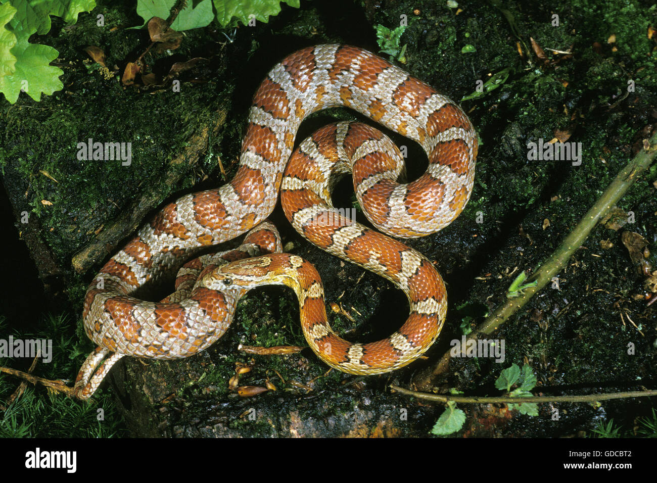 Serpent de maïs OU DU RAT SNAKE elaphe guttata Banque D'Images