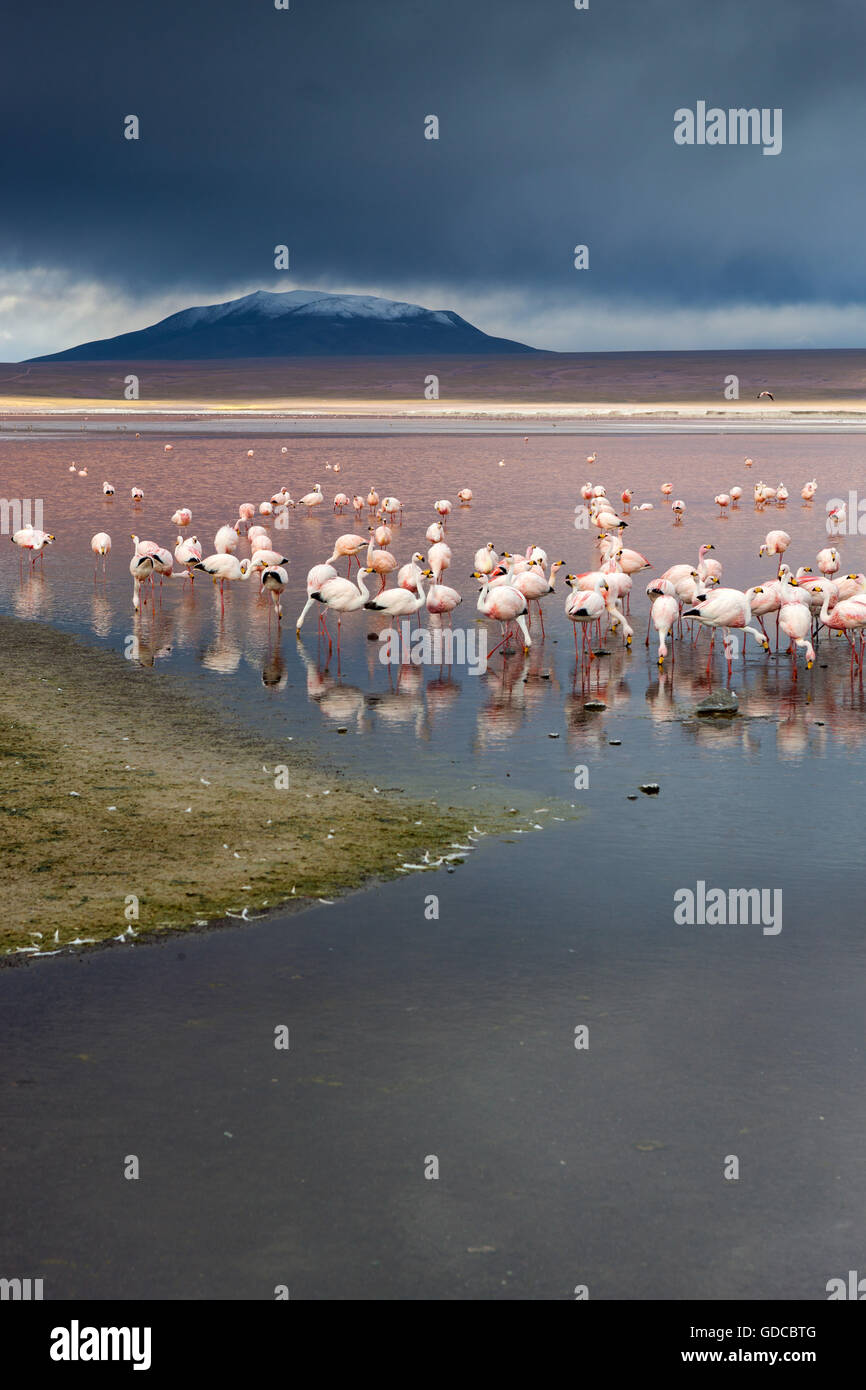 Laguna Colorado,Bolivie,flamants,Altiplano Banque D'Images